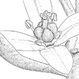 Cneorum tricoccon Neochamaelea pulverulenta